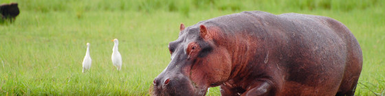 5 Days Victoria Falls & Chobe Safari Tour Package