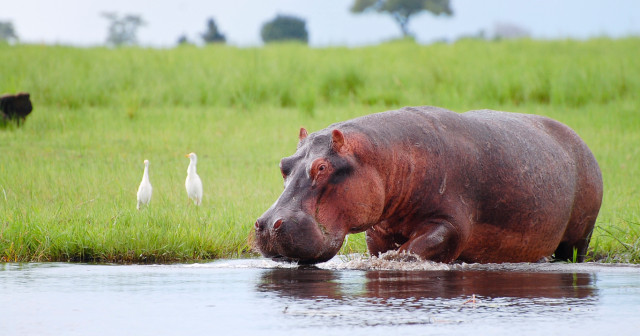 5 Days Victoria Falls & Chobe Safari Tour Package