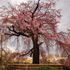 7 Days Japan Cherry Blossom Tour Package