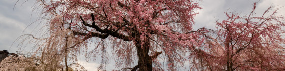7 Days Japan Cherry Blossom Tour Package