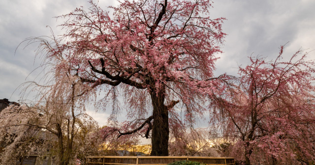 7 Days Japan Cherry Blossom Tour Package