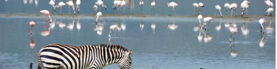 11 Days Tanzania Safari & Zanzibar Beach Holiday Package