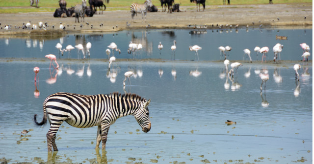 11 Days Tanzania Safari & Zanzibar Beach Holiday Package