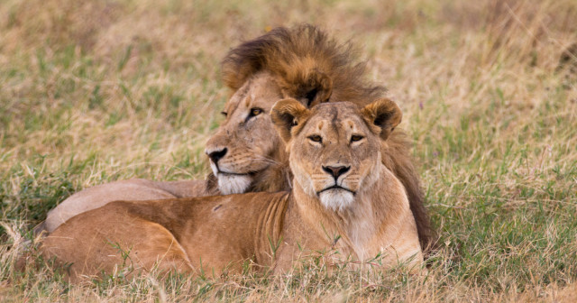 9 Days Tarangire, Serengeti, Ngorongoro & Zanzibar Tour Package