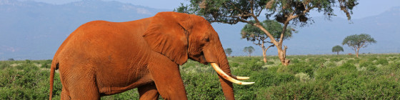 13 Days Maasai Mara, Lake Naivasha & Diani Beach Kenya Safari Tour Package
