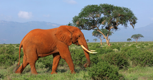 13 Days Maasai Mara, Lake Naivasha & Diani Beach Kenya Safari Tour Package
