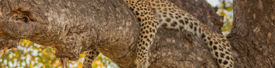 10 Day Cape Town & Greater Kruger Safari Adventure