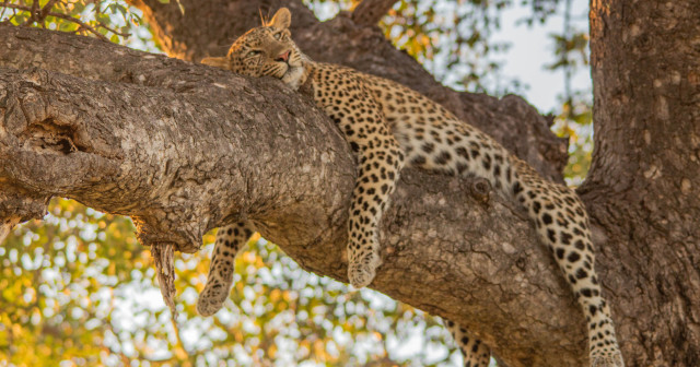 10 Day Cape Town & Greater Kruger Safari Adventure