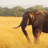 13 Days Kenya & Serengeti Safari with Zanzibar Beach Holiday
