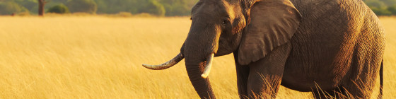 13 Days Kenya & Serengeti Safari with Zanzibar Beach Holiday