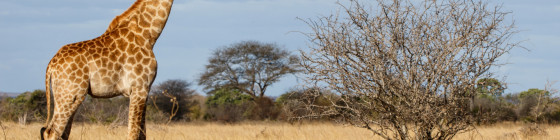 9 Days South Africa Safari & Cape Town Tour