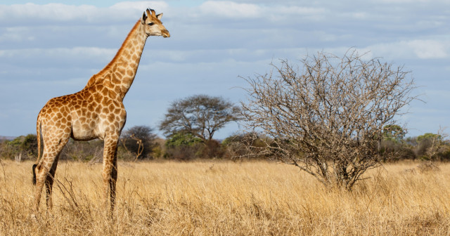9 Days South Africa Safari & Cape Town Tour