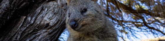 6 Days Perth Highlights through Fremantle, Margaret River, Pinnacles & Rottnest Island