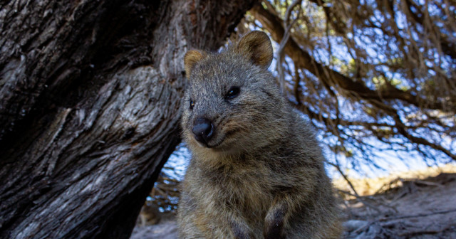 6 Days Perth Highlights through Fremantle, Margaret River, Pinnacles & Rottnest Island