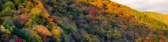 8 Days Japan Autumn Leaves Tour with Osaka, Kyoto, Tokyo and Mount Fuji