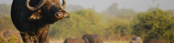 11 Days Johannesburg, Kruger Safari, Knysna & Cape Town Tour Package