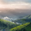 12 Day Enchanting Kerala Tour Package with Munnar Tea Gardens and Alleppey Houseboat