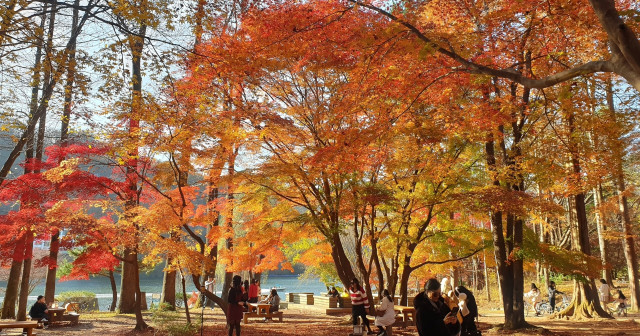 Seoul & Nami Island in 5 Days