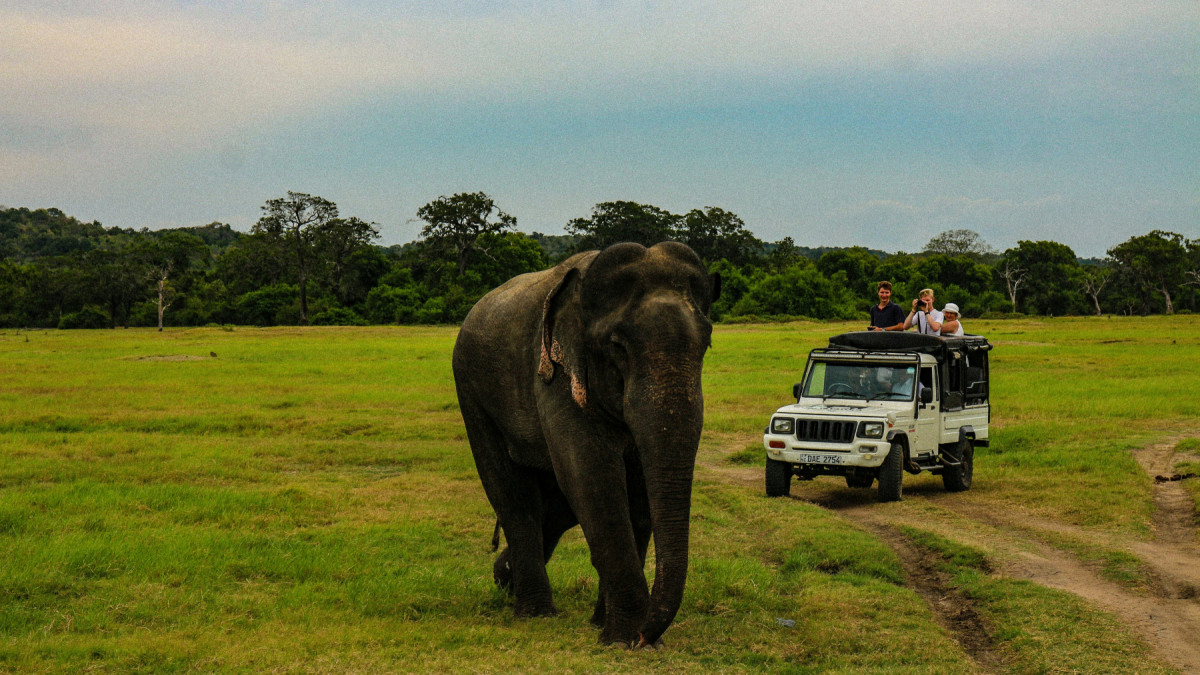 Planning a family wildlife and culture holiday in Sri Lanka