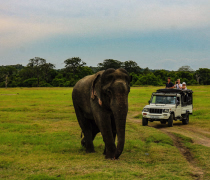 Planning a family wildlife and culture holiday in Sri Lanka