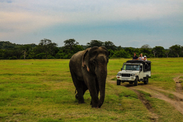Planning a family wildlife and culture holiday in Sri Lanka