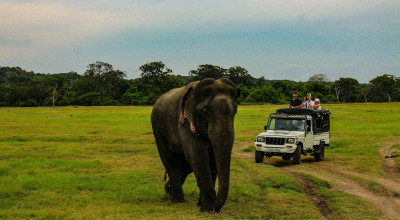 Planning a family wildlife and culture holiday in Sri Lanka