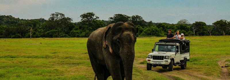 Planning a family wildlife and culture holiday in Sri Lanka