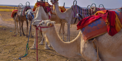 Marrakesh and Agafay Desert getaway tour photo 2