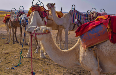 Marrakesh and Agafay Desert getaway highlight 2