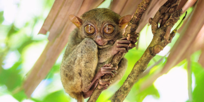 4 Days Bohol Countryside Tour Package tour photo 2
