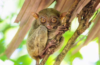 4 Days Bohol Countryside Tour Package highlight 2