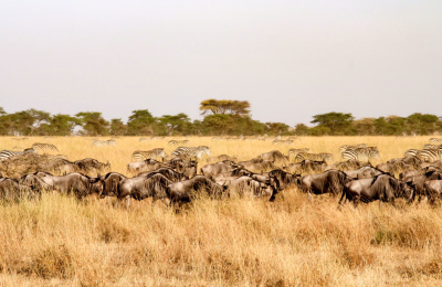 11 Days Tanzania Safari & Zanzibar Beach Holiday Package highlight 3
