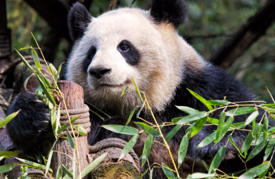 6 Days Chengdu, Jiuzhaigou & Xiling Mountain Tour Package highlight 3