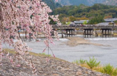 9 Days Japan Cherry Blossom Golden Route Tour highlight 4