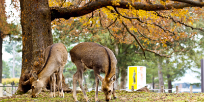 7 Days Japan Golden Route Small Group Tour from Tokyo to Osaka tour photo 2