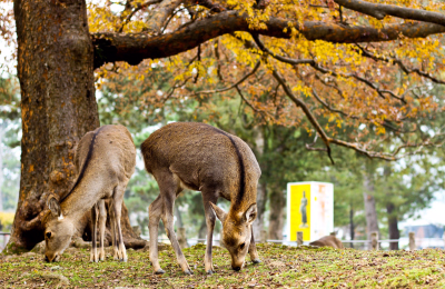 7 Days Japan Golden Route Small Group Tour from Tokyo to Osaka highlight 2