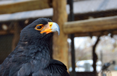 10 Day Cape Town & Greater Kruger Safari Adventure highlight 4