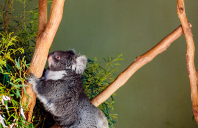 8 Days Hobart, Port Arthur, Bay of Fires & Cradle Mountain Tasmania Tour highlight 3