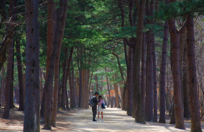 Seoul, Nami Island & Everland Getaway in 5-Days highlight 1