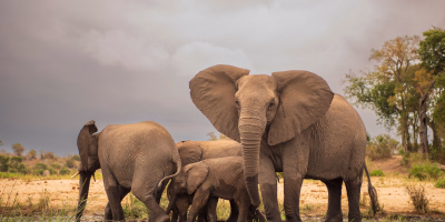 9 Days South Africa Cape Town & Kruger Safari Tour Package tour photo 1