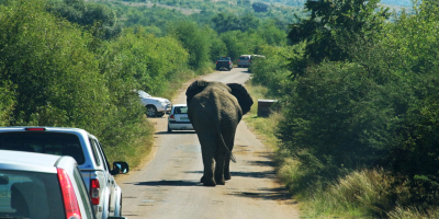 10 Days Johannesburg, Sun City, Pilanesberg & Garden Route Tour tour photo 1