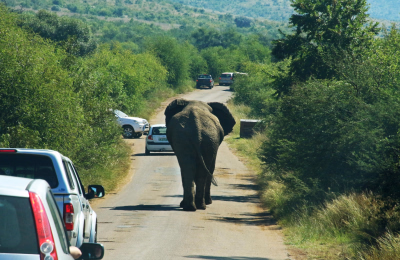 10 Days Johannesburg, Sun City, Pilanesberg & Garden Route Tour highlight 1