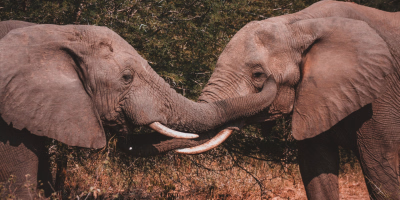 11 Days Johannesburg, Kruger Safari, Knysna & Cape Town Tour Package tour photo 1