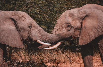 11 Days Johannesburg, Kruger Safari, Knysna & Cape Town Tour Package highlight 1