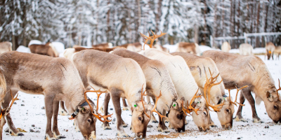 6 Days Rovaniemi & Arctic Glass Igloo Lapland Tour Package tour photo 2