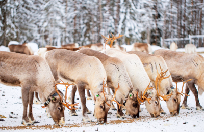 6 Days Rovaniemi & Arctic Glass Igloo Lapland Tour Package highlight 2