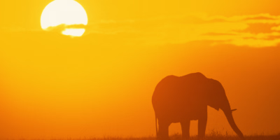 9 Days Nairobi, Masai Mara & Diani Beach Tour Package tour photo 1