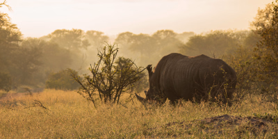 10 Day Cape Town & Greater Kruger Safari Adventure tour photo 2