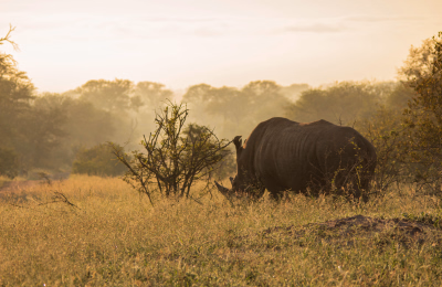 10 Day Cape Town & Greater Kruger Safari Adventure highlight 2