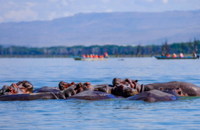13 Days Maasai Mara, Lake Naivasha & Diani Beach Kenya Safari Tour Package highlight 3